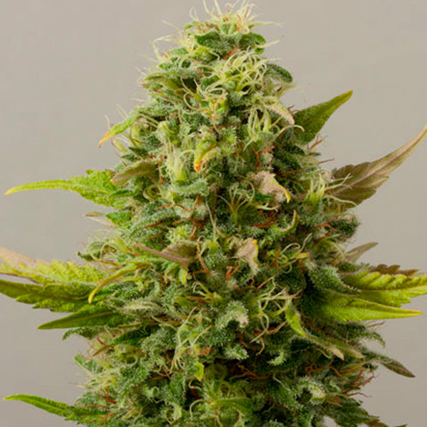 Auto Critical Ryder 10 pc. fem. Black Skull Seeds