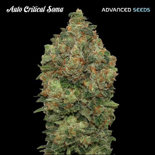 Auto Critical Soma 1 u. fem. Advanced Seeds