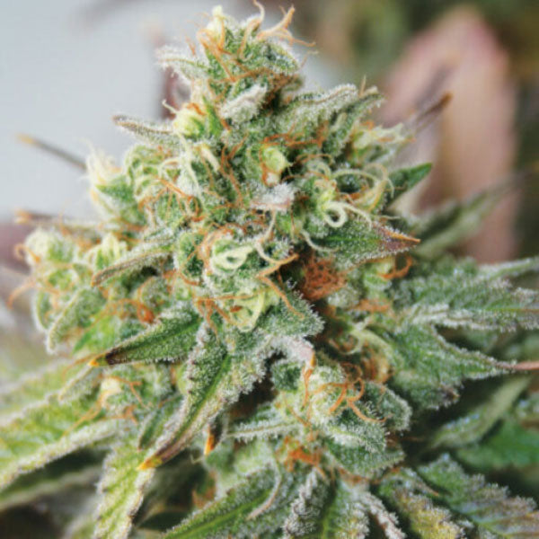 Auto Critical XXL 10 pcs. fem. Garden of Green Seeds
