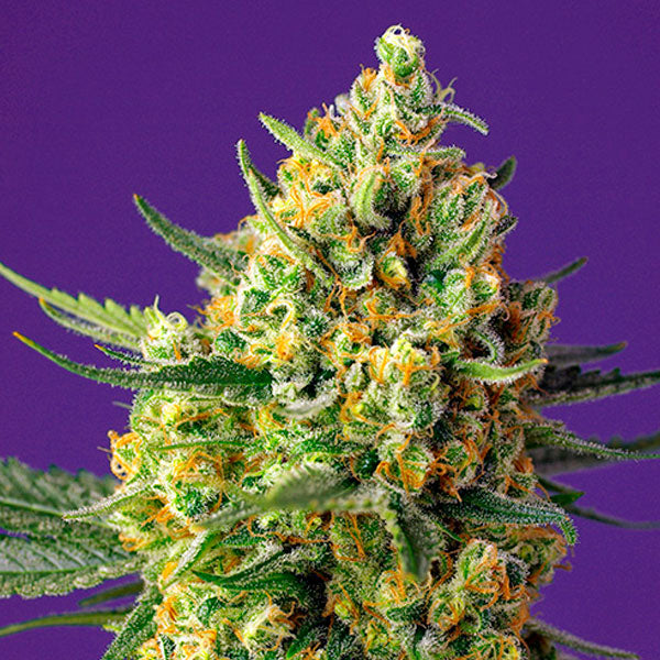 Auto Crystal Candy XL 25 pcs. fem. Bulk Professional Sweet Seeds