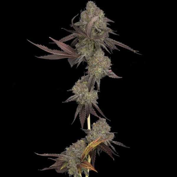 Auto DNA Cake 3 pc. fem. DNA Genetics