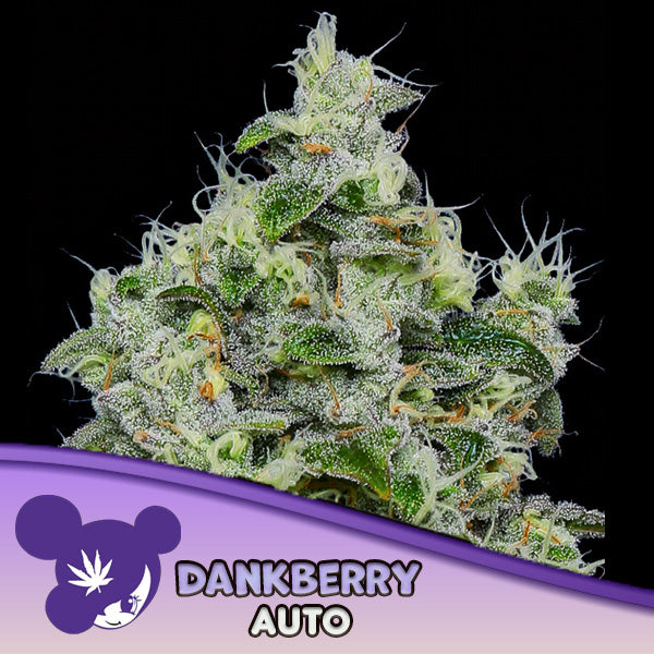 Auto Dankberry  5 u. fem Anesia
