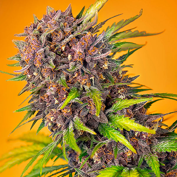 Auto Diablo Rojo XL   5+2 u. fem. Sweet Seeds