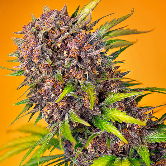 Auto Diablo Rojo XL   5+2 u. fem. Sweet Seeds
