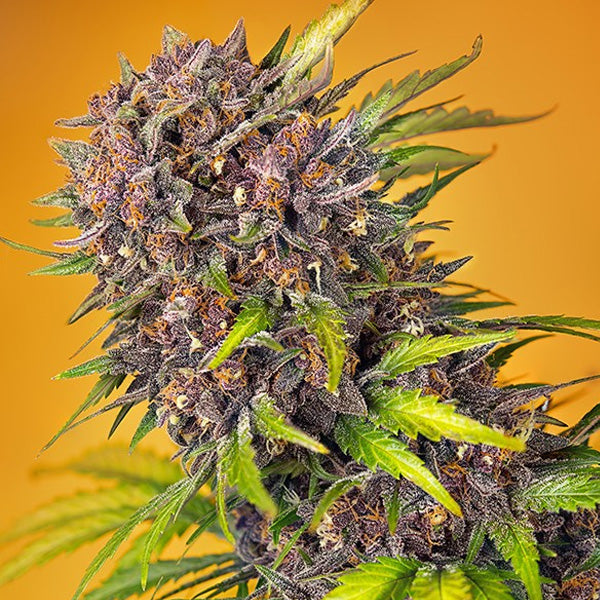 Auto Diablo Rojo XL  25 u. fem. Granel Profesionales Sweet Seeds
