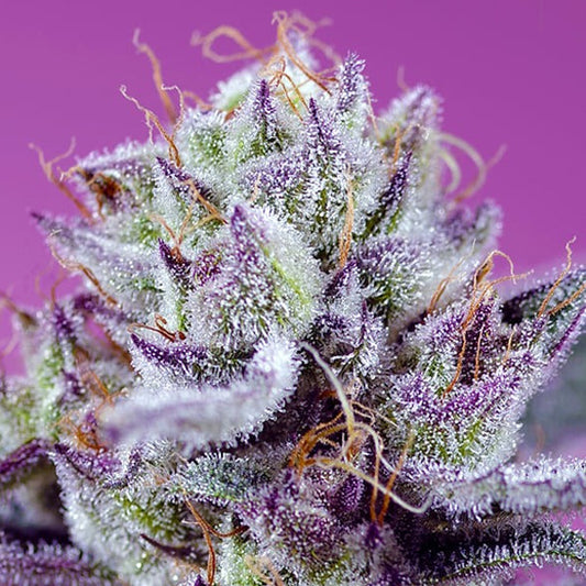 Auto Diablo's Delight XL   5+2 u. fem. Sweet Seeds