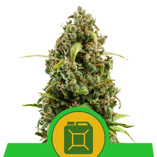Auto Diesel 5 pz. fem. Royal Queen