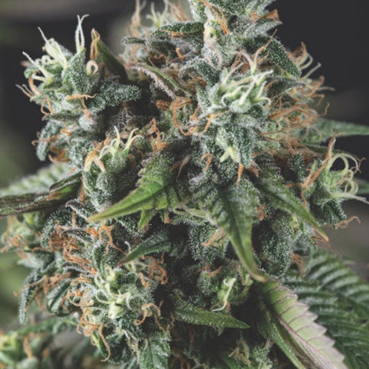 Auto Do-Si-Dos 3 pc. fem. Pyramid Seeds