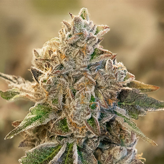 Auto Do Si Face 5 ud High Speed Buds
