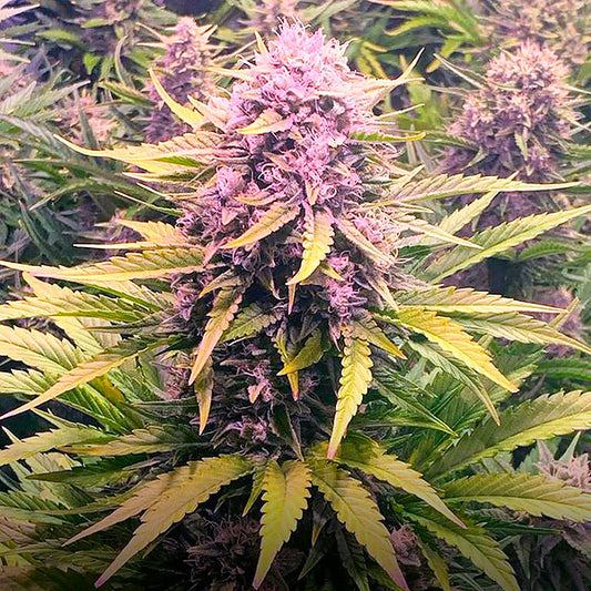 Auto Dos Si Dos  5 u. fem. Barney's