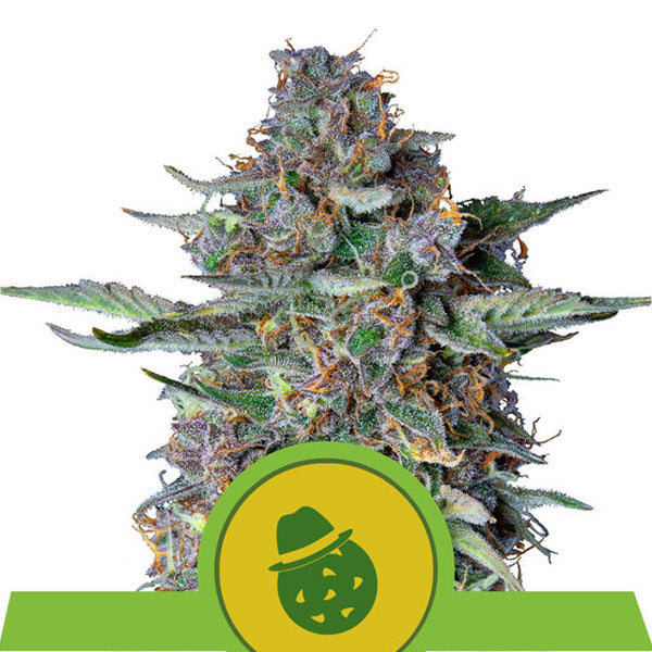 Auto Dosidos 3 pk. fem. Royal Queen