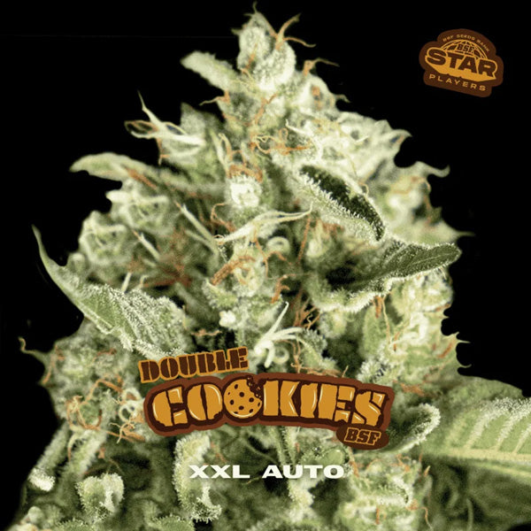 Auto Double Cookies   2 u. fem BSF Seeds