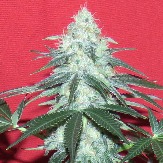 Auto Douce Nuit  1 u. fem French Touch Seeds