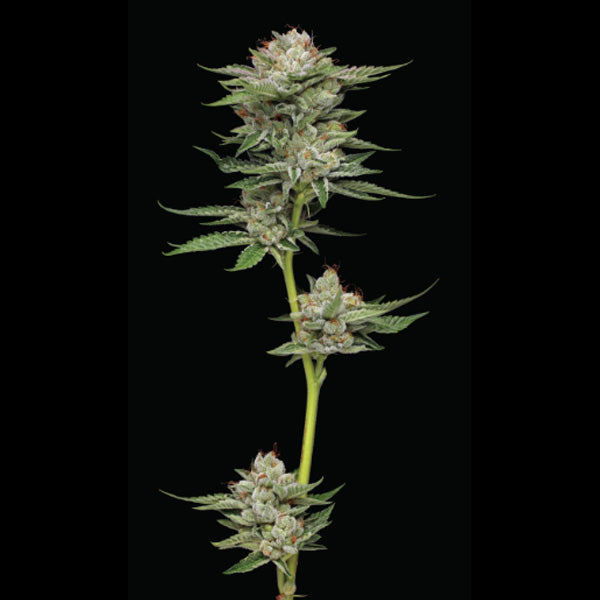 Auto Durban Poison 5 ud. fem Humboldt Seeds Company