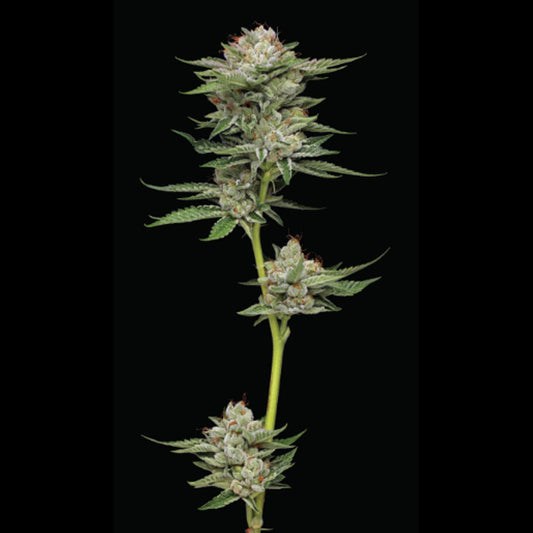 Auto Durban Poison 5 u. fem Humboldt Seeds Company