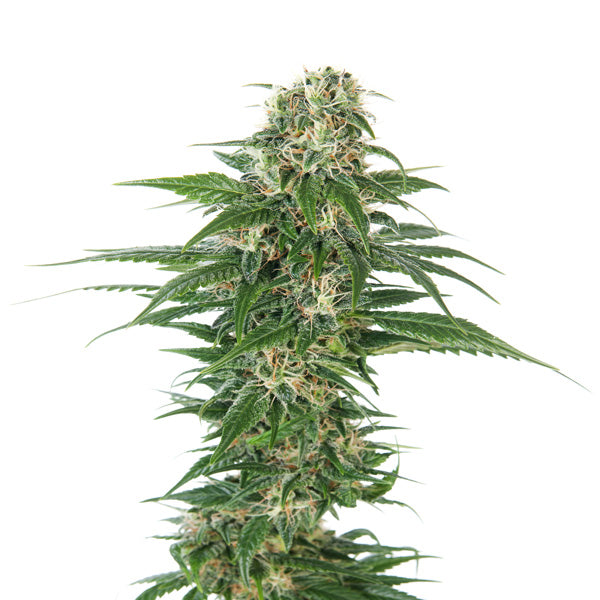 Auto Early Skunk 5 pz. fem. Sensi Seeds