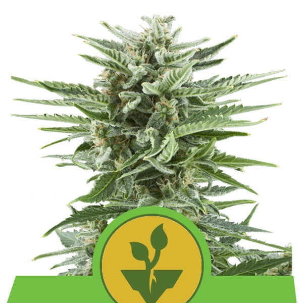 Auto Easy Bud 1 unità fem. Royal Queen