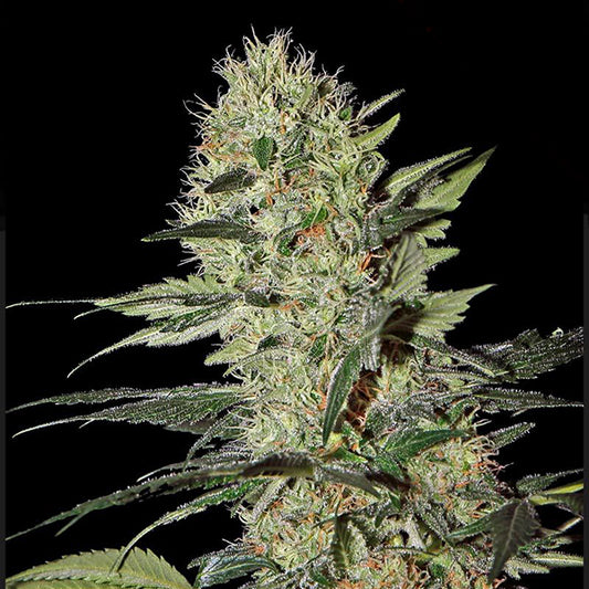 Auto Exodus Cheese 1 pc. fem. Green House
