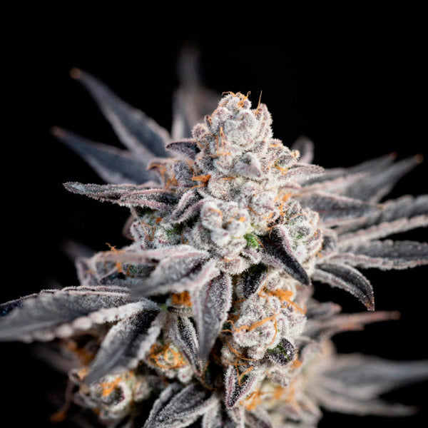 Auto Expert Gorilla 1 pc. fem. Expert Seeds