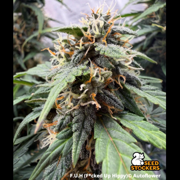 Auto F.U.H (F*cked Up Hippy) fem. 1 pz. Seedstockers Superior