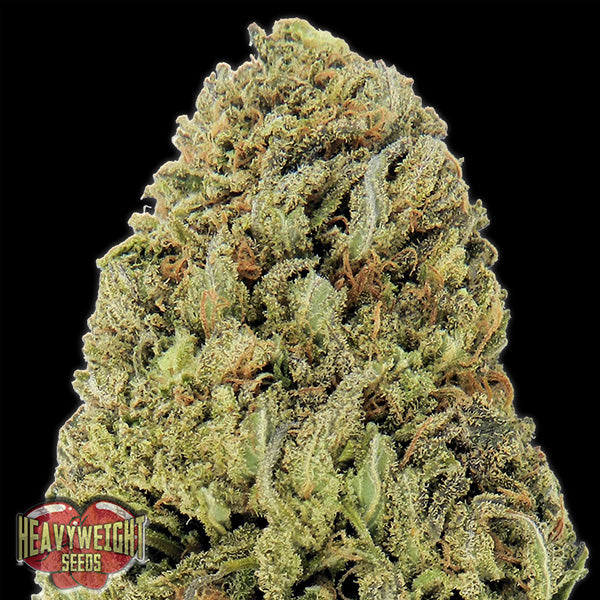 Auto Fast & Vast 3 u. fem. Heavyweight Seeds