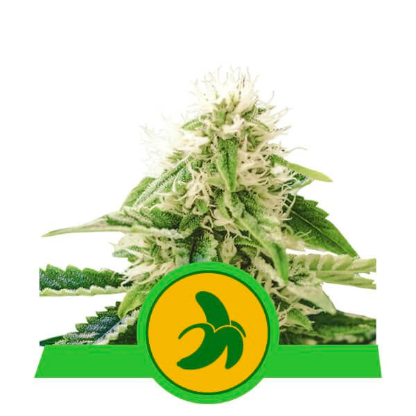 Auto Fat Banana 3 semi femminizzati Royal Queen