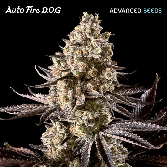 Auto Fire DOG 25 u. fem. Advanced Seeds