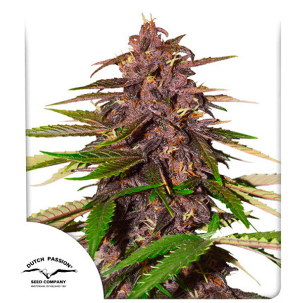 Auto Forbidden Cherry 3 pc. fem. Dutch Passion