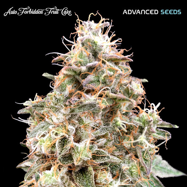 Auto Forbidden Fruit Cake 1 u. fem. Advanced Seeds