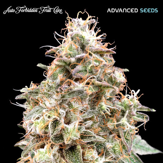 Auto Forbidden Fruit Cake 25 pz. fem. Advanced Seeds