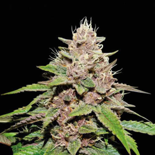 Auto Forbidden Mochi fem. 5 u. Seedstockers Superior