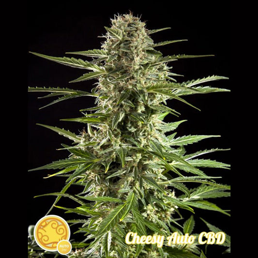 Auto Fraggle Skunk 5 u fem Philosopher