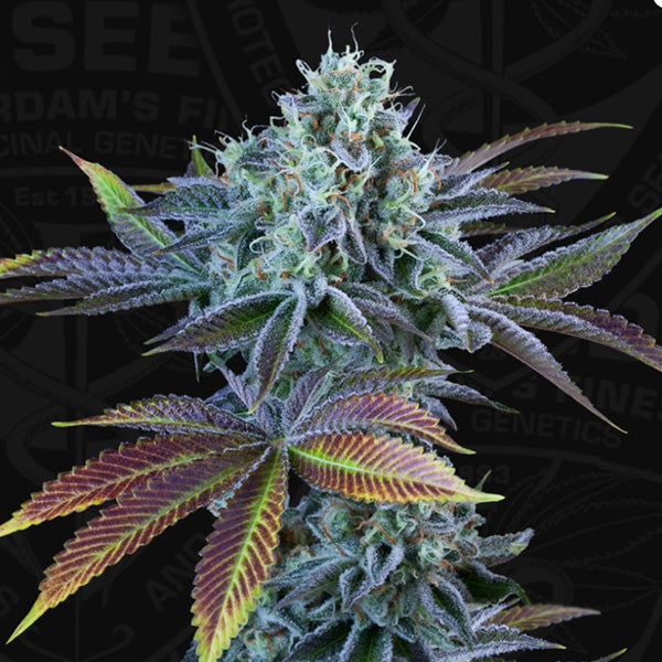Auto French Cookies  2 u. fem. 710 Limited Pack T.H. Seeds