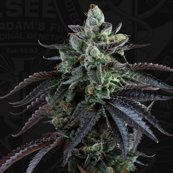 Auto French Macaron 5 u. fem. 710 Limited Pack T.H. Seeds