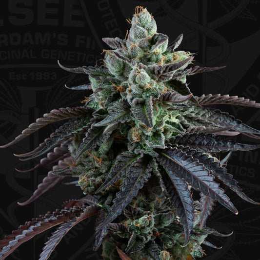 Auto French Macaron 5 u. fem. 710 Limited Pack T.H. Seeds