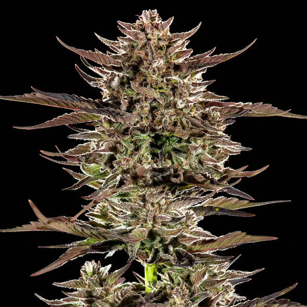 Auto Frosted Zinn x 3 Bears OG   5 unità fem. Barney's