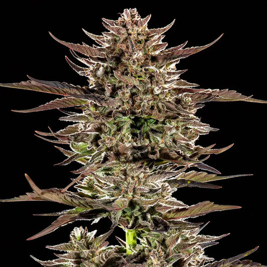 Auto Frosted Zinn x 3 Bears OG 5 pc. fem. Barney's
