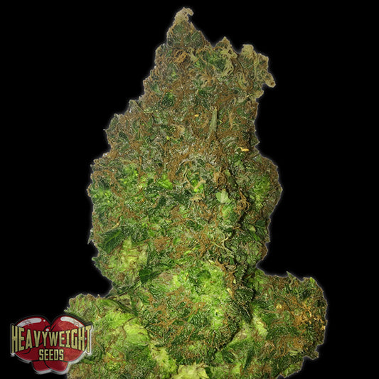Auto Fruit Punch 5 u. fem. Heavyweight Seeds