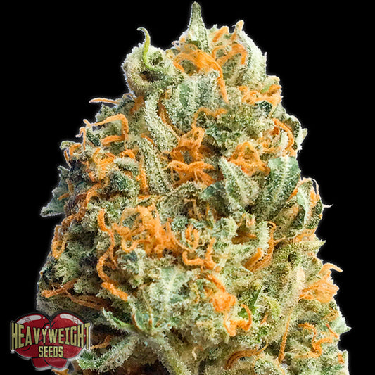 Auto Fully Loaded 10 pz. fem. Heavyweight Seeds