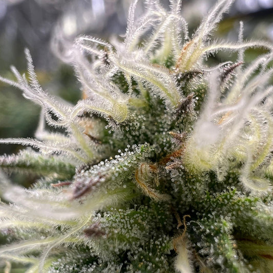Auto G.O.S  1 u. fem R-Kiem Seeds