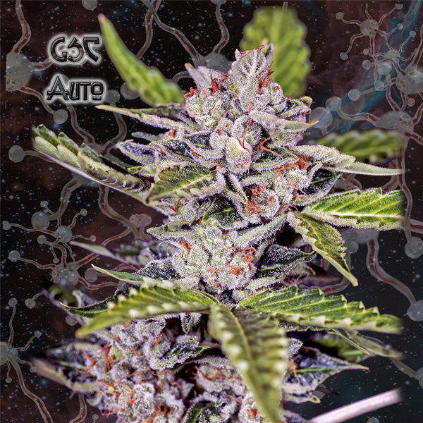 Auto GSC 1 unità fem. Nemeseeds