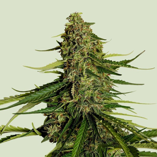 Auto Gaia F1 -  3 u. fem. Royal Queen