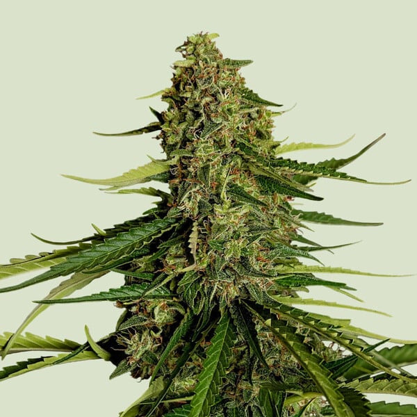 Auto Gaia F1 - 5 u. fem. Royal Queen