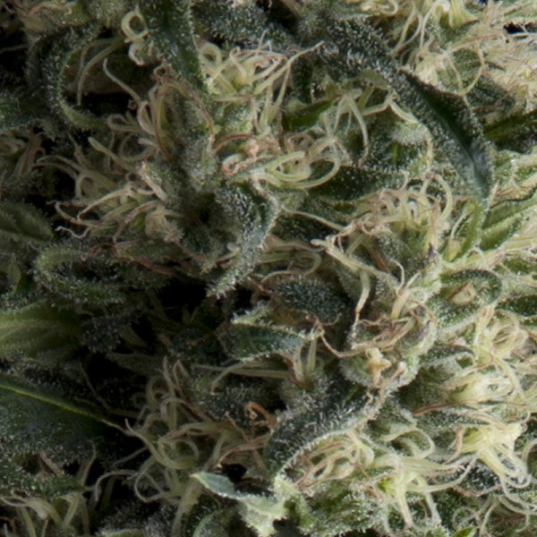 Auto Galaxy 3 pc. fem. Pyramid Seeds