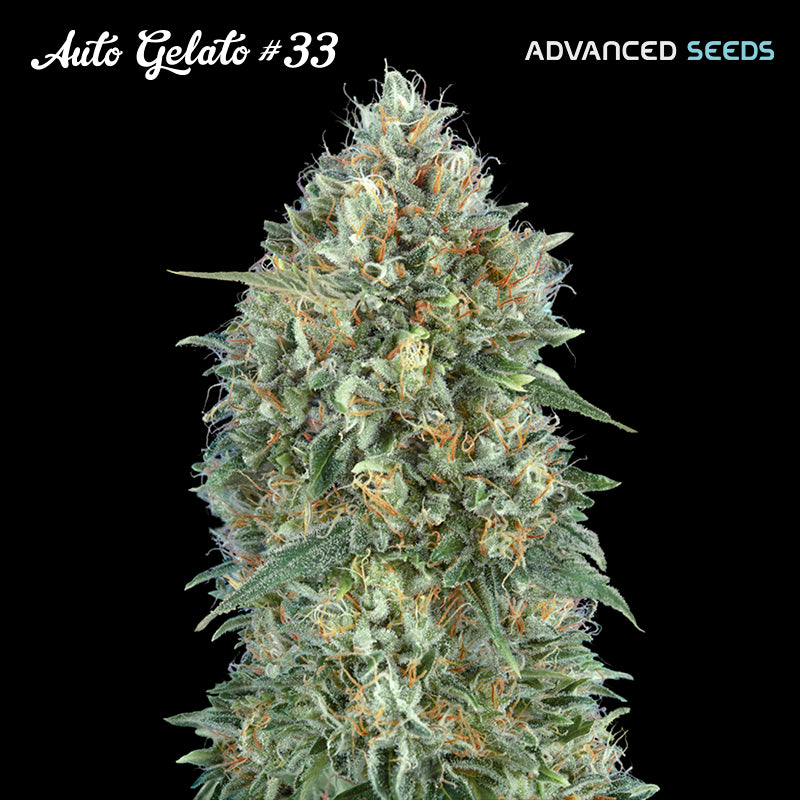 Auto Gelato #33 - 1 u. fem. Advanced Seeds
