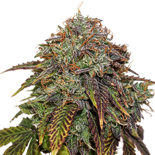 Auto Gelato 41 fem. 3 pz. Seedstockers