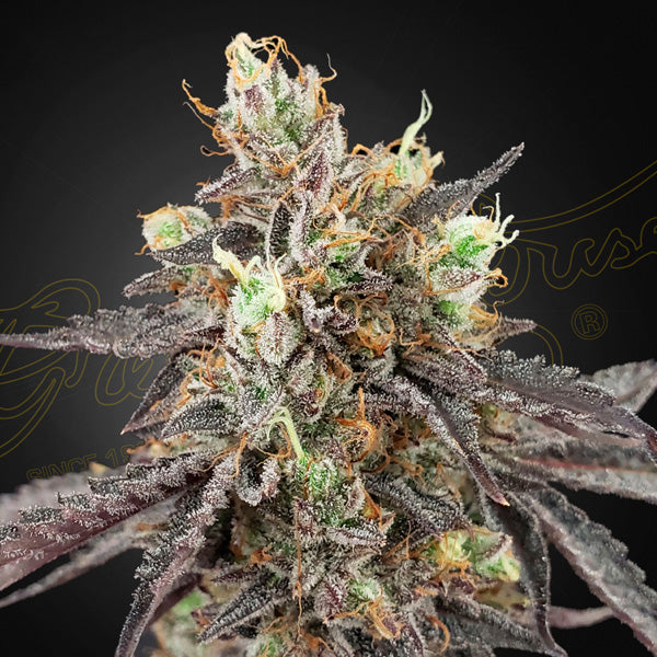 Auto Gelato 41 x Auto Gelato 41 - 10 pcs. fem. Green House