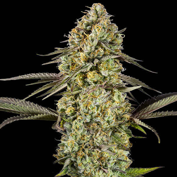 Auto Georgia Pie  25 u. fem. Advanced Seeds