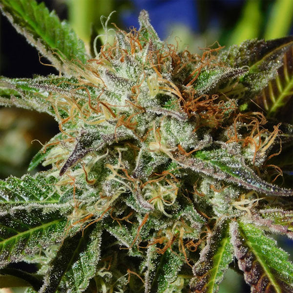Auto Ghost Cookies 5 u. fem. Original Sensible