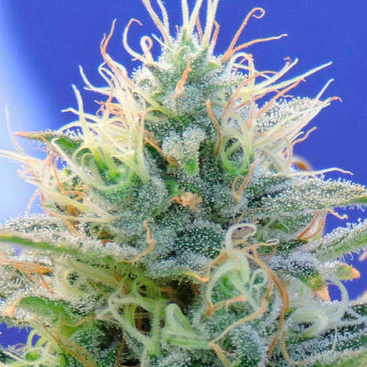 Auto Ghost OG  3 u. fem. Original Sensible